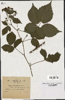 spécimen de Rubus cimbricus