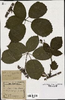 spécimen de Rubus pyramidalis