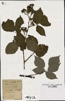 spécimen de Rubus pyramidalis