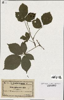 spécimen de Rubus pyramidalis