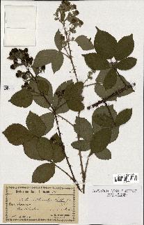 spécimen de Rubus villicaulis