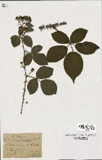 spécimen de Rubus villicaulis