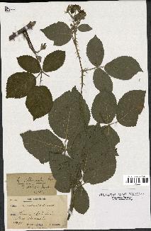 spécimen de Rubus villicaulis