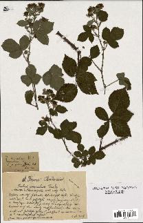 spécimen de Rubus argenteus