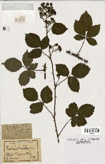 spécimen de Rubus argenteus