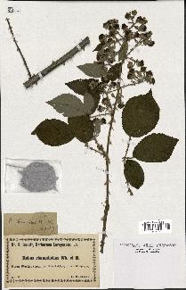 spécimen de Rubus rhamnifolius