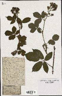 spécimen de Rubus septorum