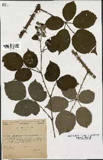 spécimen de Rubus rhamnifolius