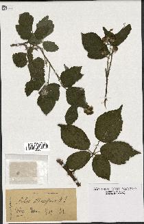 spécimen de Rubus alterniflorus