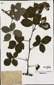 spécimen de Rubus rhamnifolius