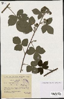 spécimen de Rubus hebecarpus