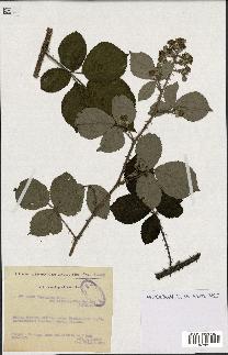 spécimen de Rubus hebecarpus