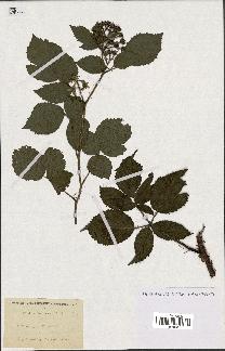 spécimen de Rubus guentheri