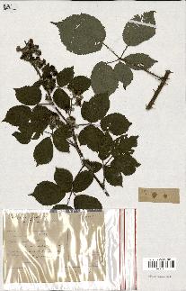 spécimen de Rubus cardiophyllus