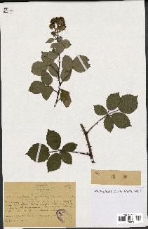 spécimen de Rubus cardiophyllus