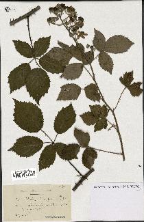 spécimen de Rubus discerptus