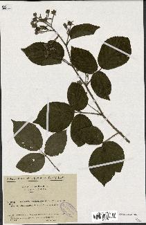 spécimen de Rubus hirtus