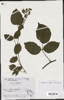 spécimen de Rubus hirtus