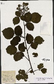 spécimen de Rubus hirtus