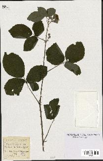 spécimen de Rubus fruticosus