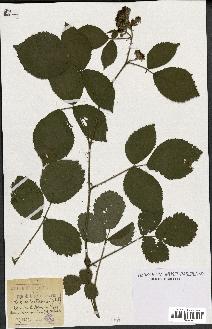 spécimen de Rubus fruticosus