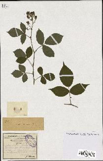 spécimen de Rubus erraticus