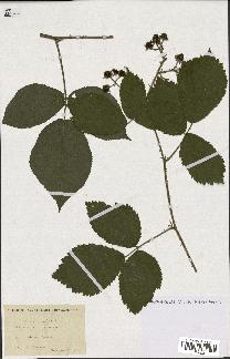 spécimen de Rubus erraticus