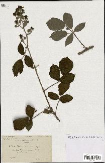 spécimen de Rubus ericetorum