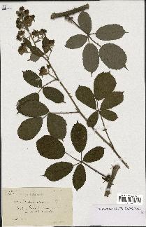 spécimen de Rubus ericetorum