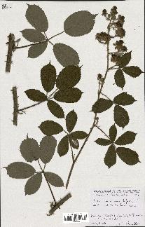 spécimen de Rubus ericetorum