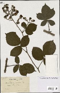 spécimen de Rubus ericetorum