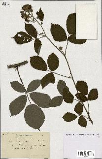 spécimen de Rubus ericetorum