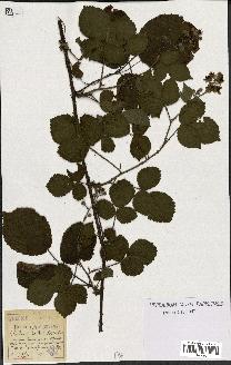 spécimen de Rubus hirtus