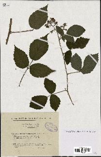 spécimen de Rubus hirtus