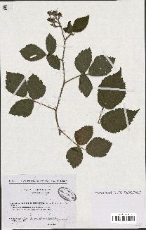 spécimen de Rubus hirtus