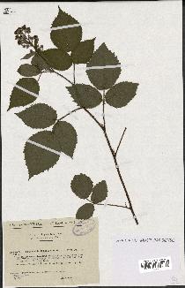 spécimen de Rubus hirtus