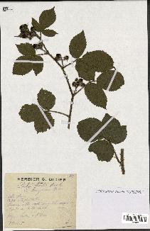 spécimen de Rubus hirtus