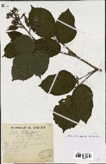 spécimen de Rubus hirtus