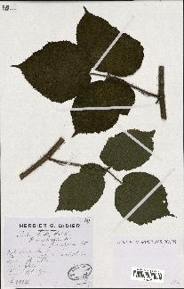 spécimen de Rubus hirtus