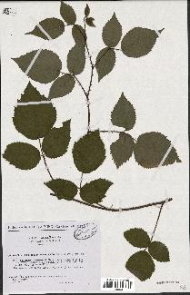 spécimen de Rubus hirtus