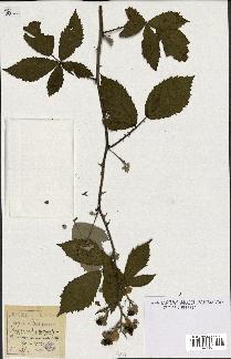 spécimen de Rubus hedycarpus