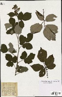 spécimen de Rubus bifrons