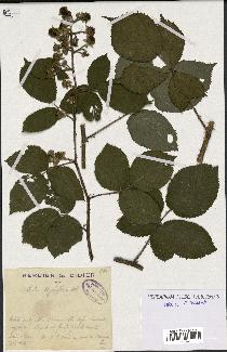 spécimen de Rubus thyrsiflorus