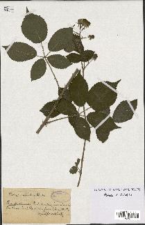 spécimen de Rubus pallidus