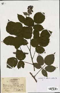 spécimen de Rubus hirsutus