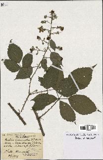 spécimen de Rubus incarnatus