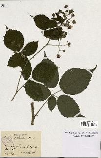 spécimen de Rubus pallidus