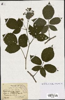 spécimen de Rubus hirsutus