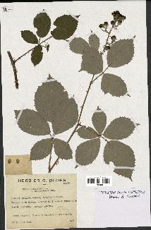 spécimen de Rubus argenteus