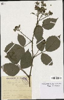 spécimen de Rubus argenteus